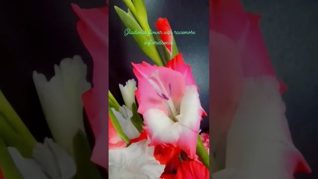 Gladiolus flower with racemose inflorescence