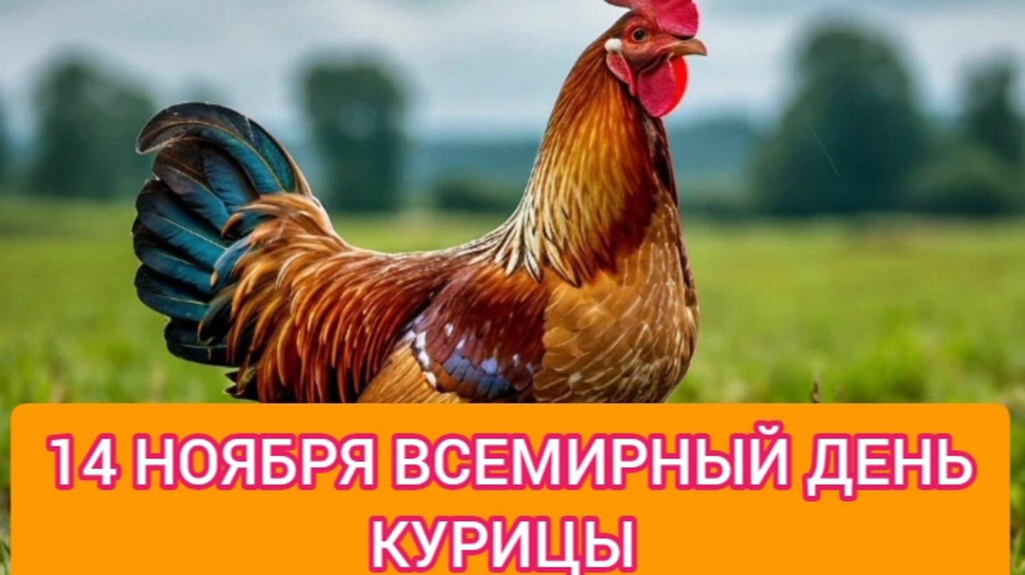 14 НОЯБРЯ ВСЕМИРНЫЙ ДЕНЬ КУРИЦЫ