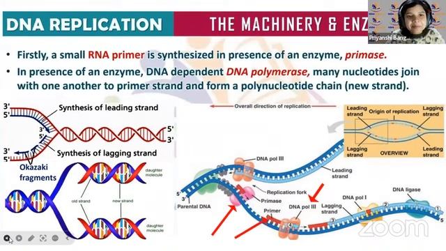 DNA Replication and Transcription | Molecular basis of inheritance| L3 | Class 12 | Biology