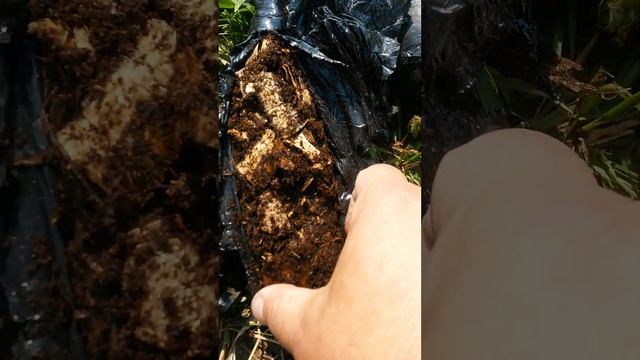 Вокруг корня саженца грецкого ореха стружка и почва - вскрыт первый саженец 24-ого мая
