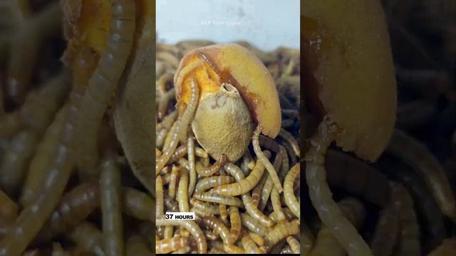 10 000 Mealworms vs Apricot