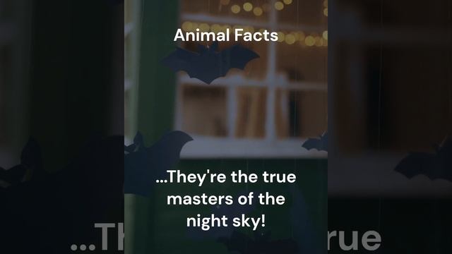 Bats are the only mammals that can fly #facts #fact #animal #animalfacts #animalfact