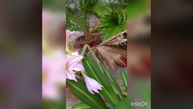 jp vlogs.Hotel kitchen mini garden and flowers.