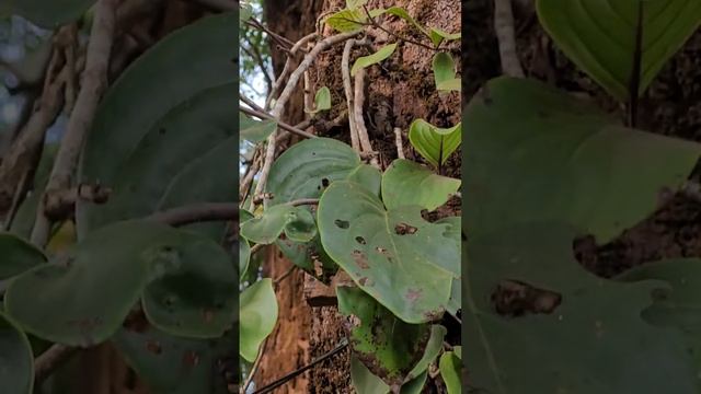 Parasitic shrub?