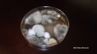 DIY Mold Test Kits - Limitations of Settling Plates