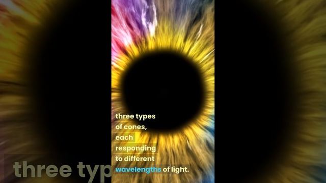 The human eye can distinguish between approximately 10 million different colors.