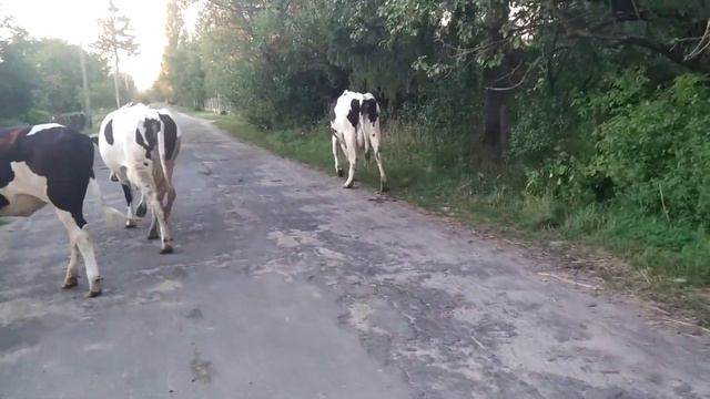 коровы идут на дойку
