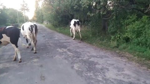 коровы идут на дойку