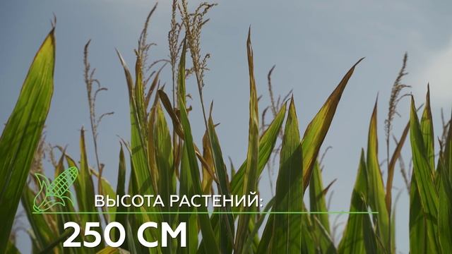 обзор кукурузы Аманауз
