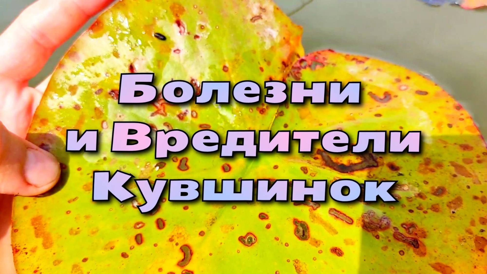 Болезни и вредители кувшинок