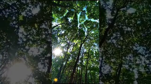 Моя прогулка по лесу 🌳 июнь2024 Саратов Кумысная поляна . Волшебный 🪄лес .