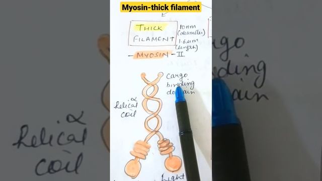 What is Myosin filament ?