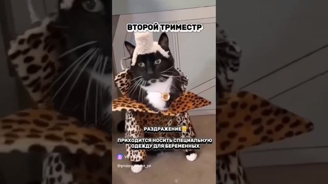 "Беременность в триместрах: Как чувства меняются,  сравниваем их с котиками! 🐾💕" Шуточное видео.
