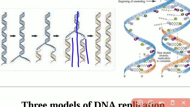 DNA Replication Part 1 | Central dogma of cell | @conceptualgeneticsandbreeding