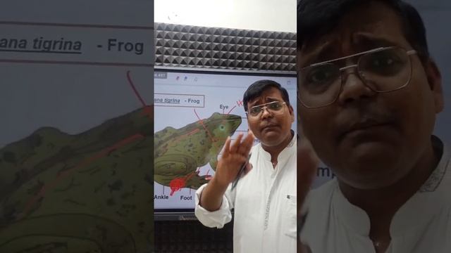 DIFFERENCE BETWEEN MALE AND FEMALE FROG.