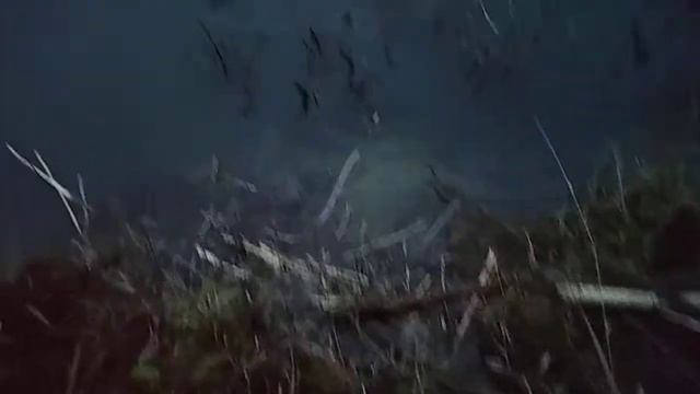 На бобра. Ондатры не дают расслабиться.