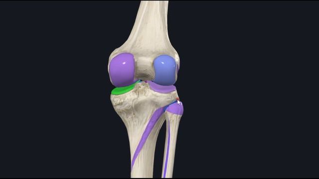 Суставные поверхности КС 3D Анатомия