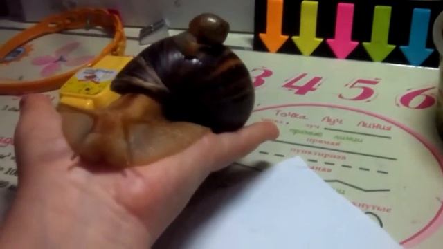 Симка и её детки