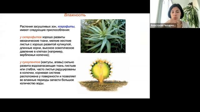 экология факторы среды, абиотические