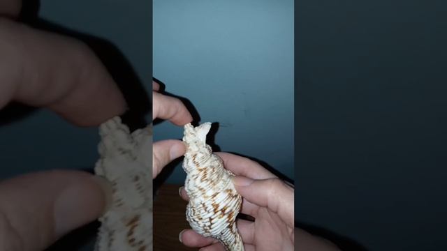 Parts of a snail shell
