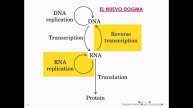 Genética T8B: Traducción y Mutaciones - Biología Celular y Tisular