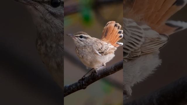 Son zamanlarda çektiğim en iyi KUŞ fotoğrafları 🐦🤘🏽📷 #natgeo #birds #animals #natgeowild #bird