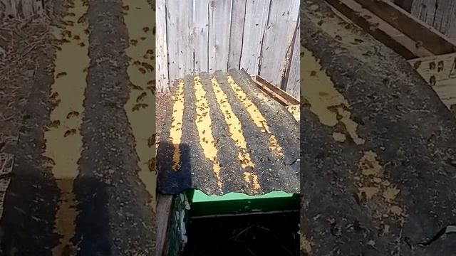 дал пчелам пыльцу