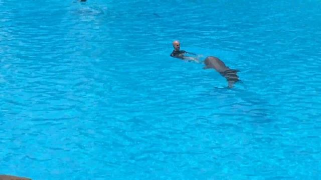 Шоу дельфинов ч.4 | Лоро парк | Dolphin Show Loro Park