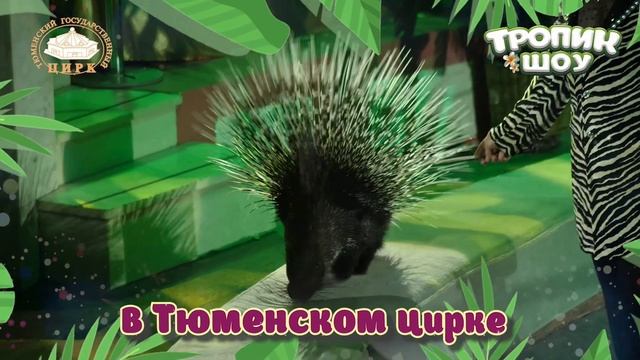 Тропик шоу в Тюменском цирке!