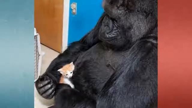 Чужих детёнышей не бывает!!!