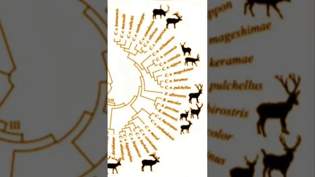Cervidae part 2