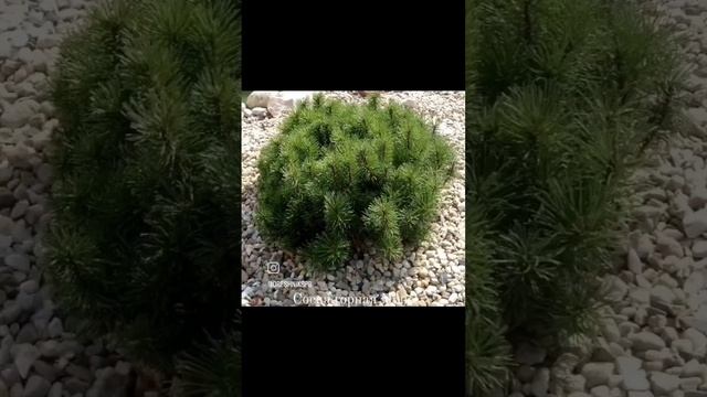 Хвойные для рокария