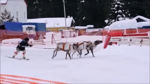 День оленевода...