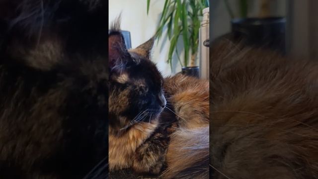 Кошка как модель)