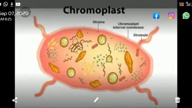 chloroplast: A type of Plastid  (a quick version)
