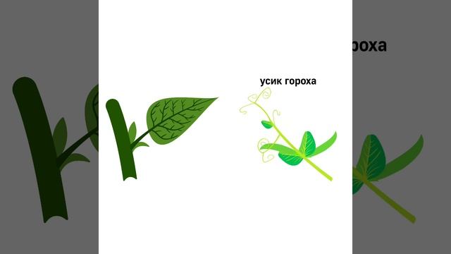 Существование гомологичных органов - сравнительно-анатомическое доказательство эволюции. #биология