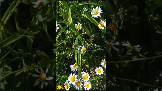 Любимые ромашки ! Воспоминание о лете ☀️Саратов Июнь 2024