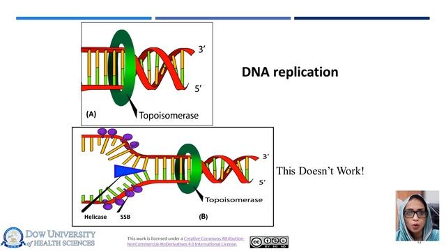 DNA Replication | DCoB Lecture Series