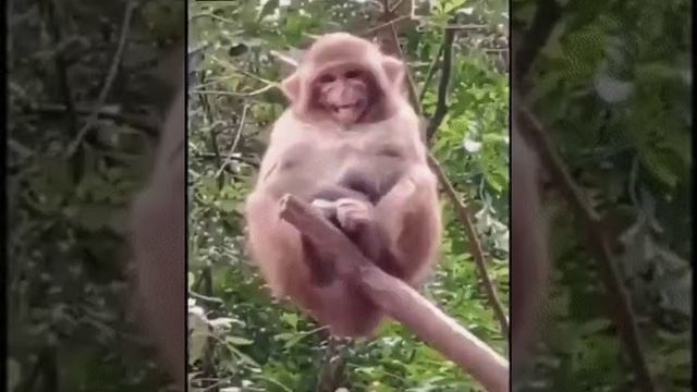 если сядет на лошадь сразу сломается