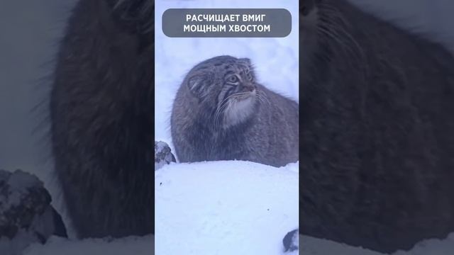 🐱Московский зоопарк выпустил гимн, посвященный Тимоше🐱