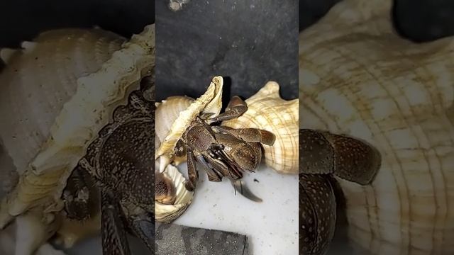 hug | Hermit Crab, Kelomang si Umang-umang