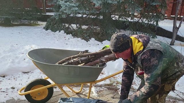 Черешня заболела и засохла. Выпиливаем сушняк.