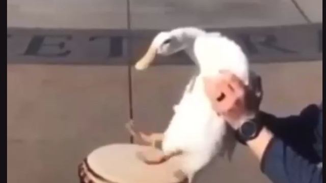 Если у вас плохое настроение, то посмотрите на гуся 🪿 😁