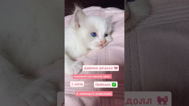 Девочка рэгдолл в окрасе блю биколор 🎀