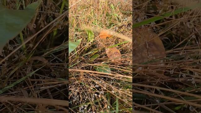 Маленькие алмазы на траве #природа #лес #очарованиеприроды