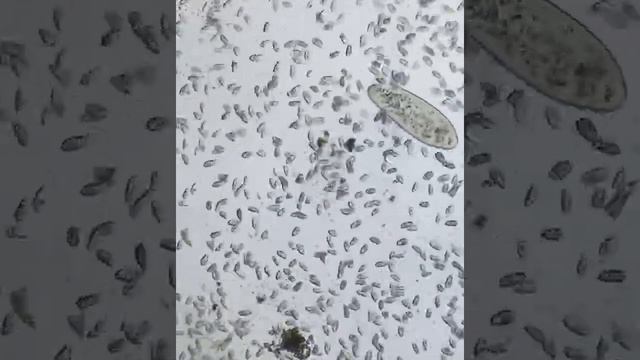 Under a Microscope