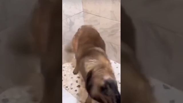 Собака в душе.