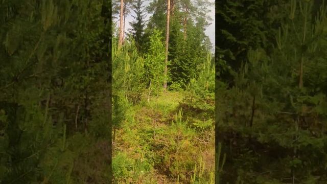 Сегодня в лесу.25 июня.Сухо.