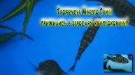 Трофеусы Мураго гринн прижились в зарослях криптокорины!
