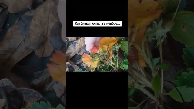 Клубника поспела в ноябре...